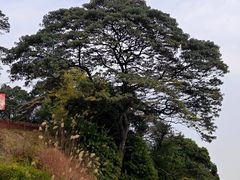 -黄埔油麻山森林公园