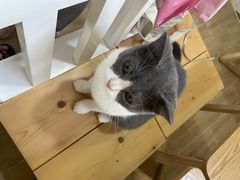 -李小姐の猫咖啡馆(五角场店)