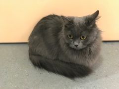 -飞行喵MR PILOT|猫舍·猫咖(静安大融城店)