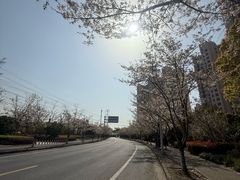 -高东镇樱花园