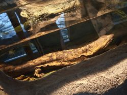 -Zoolung Zoolung动物主题公园(海信广场店)