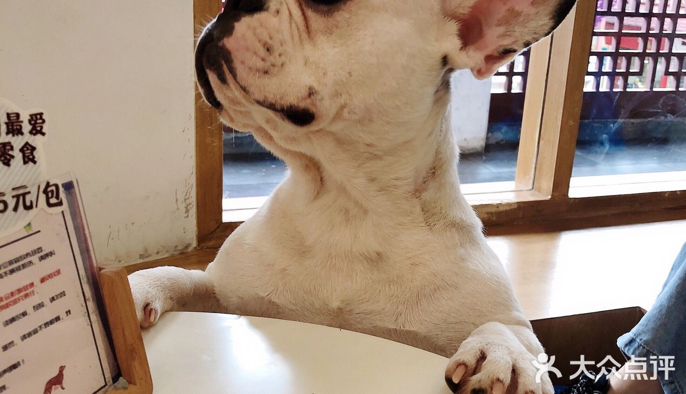 有汪在此🐶超好rua的撸狗圣地～