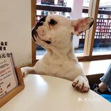 有汪在此🐶超好rua的撸狗圣地～