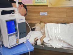 -爱侣宠医·鹦鹉专科·小型哺乳类·异宠专科(灵石路店)