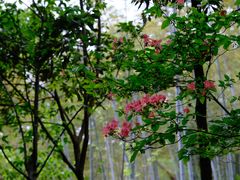 -上海佘山国家森林公园天马山园