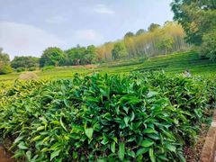 -雁南飞茶田景区