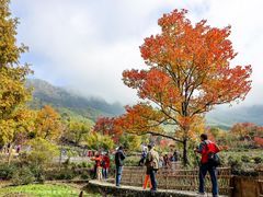 -塔川景区