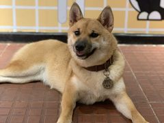 -柴犬高等学院·狗咖·柴犬售卖·宠物训练