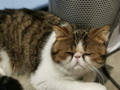 -瞄一喵猫咖(格力海岸店)