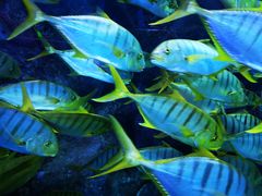 -芜湖新华联大白鲸海洋公园