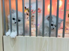 -喵宠乐园·撸猫互动·猫舍