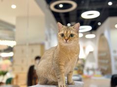 -COLOR PETS 撸猫馆·购猫·猫咖(长风大悦城店)