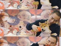 -豆柴町-柴犬主题狗咖(红鼎国际C座店)