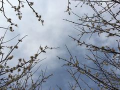 -香雪海