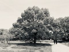 -上海共青森林公园