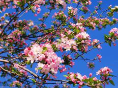 -海棠花溪(元大都城垣遗址公园)