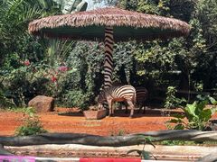 -海南热带野生动植物园