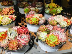 -鹿岛会员店 (龙湖三千集天街店)