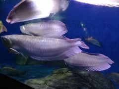 -泉州海丝野生动物世界