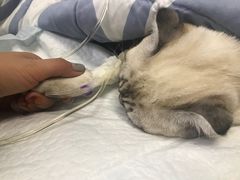 -瑞派天宁宠物医院·猫科·异宠中心