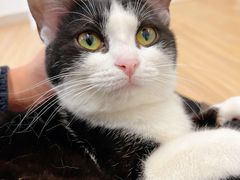 -有喵·猫咖·狗咖·30几只猫10只小狗(岗厦店)