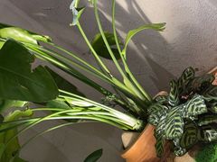 -相遇·鲜炒黄牛肉(丹阳吾悦广场店)