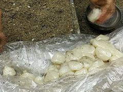 -叶氏麻糍(鼓浪屿店)