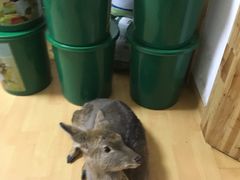 -猫色咖啡·猫咖