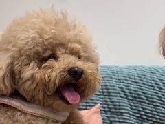 -佳雯宠物医院·皮肤科·内外科(春晓路分院)