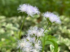 -昆山城市生态森林公园