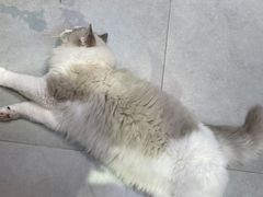-Heymao猫咖.咖啡厅(东门店)
