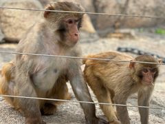 -西霞口神雕山野生动物世界