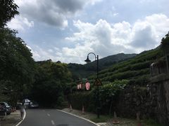 -龙井村