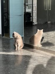 -飛凡TATTOO纹身•原创