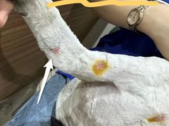 -艾贝尔宠物医院·24H转诊中心·肿瘤猫专科(江宁双龙店)