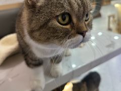 -喵园·猫主题咖啡厅·撸猫·猫咖(国贸店)