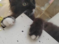 -共舞时光猫咖·狗咖(新街口店)