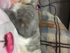 -佳怡动物医院·平价24小时·猫专科骨外科