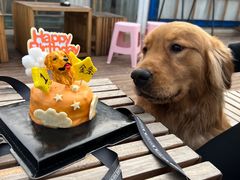 -趣多多宠物公园·宠物训犬学校·宠物寄养