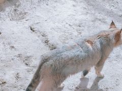 -青藏高原野生动物园