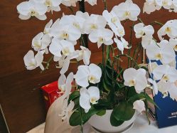 -洁铭新加坡医美