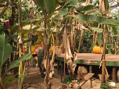 -呀路古热带植物园
