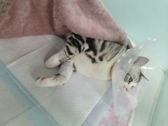 -达爱动物医院·犬猫分区·CT·复杂眼科(远洋山水分院)