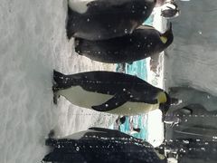 -广东省拱北口岸中国旅行社(华宾营业部)