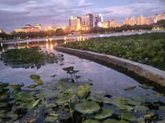 -莲花池公园