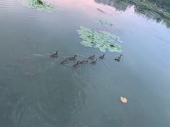 -前关湿地公园