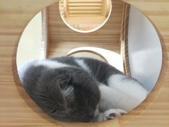 -猫和宫(六道口店)