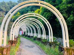 -铁山坪森林公园