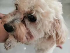 -瑞派康怡24h宠物医院·犬猫医疗中心·微创绝育(瑞景分院)