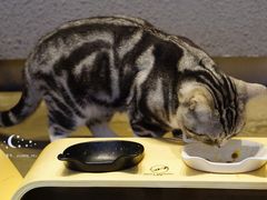 -咖法森林·咖啡  酒吧(天河店)